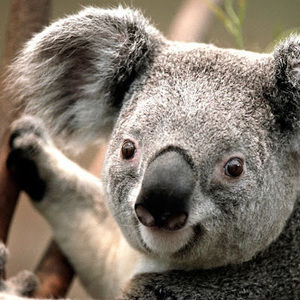 Meet your Posher, Selena